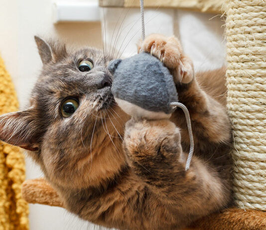 How to DIY Your Own Cat Toys